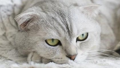 米兰体育下载-中国足球职业俱乐部强化教练团队梯队构建，足球队教练组架构