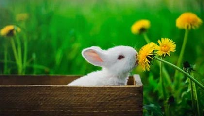 milan.com-泰国球队决心全力拼搏，争取亚冠上的好成绩，泰国足球联赛球队排名